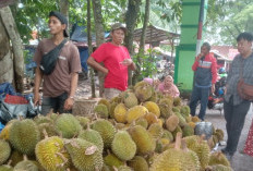 Tips Cara Memilih Durian yang Bagus dan Enak