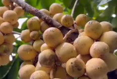 Manfaat Buah Duku untuk Tubuh dan Nutrisinya