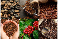 3 Daerah Bukan Penghasil Kopi di Sumsel, Nomor 1 Ini Daerah Paling Jago
