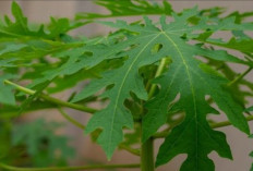 8 Penyakit yang Dapat Diobati Dengan Daun Pepaya