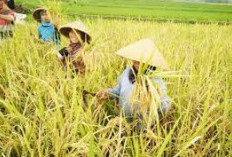 Banyuasin Nggak Main-Main: Lumbung Padi No. 1 Sumatera, Tembus 3 Besar Nasional, Kalahkan OKU Timur!