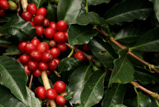 Sumsel Raja Produksi Kopi di Indonesia, Kok Bisa? Ini Datanya!