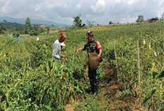 Dampingi Petani Panen Cabe 