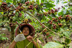 7 Faktor yang Menjadi Penyebab Mengapa harga kopi selalu melonjak naik?