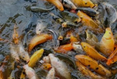 Apakah Ikan Semuanya Halal Dimakan?
