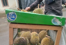 Tak Hanya Lezat, Inilah Manfaat Durian bagi Kesehatan