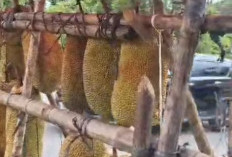 Wajib Diketahui Inilah Manfaat dan Efek Samping Buah Cempedak