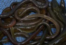 Cara Budidaya Belut yang Sangat Menjanjikan Cuan