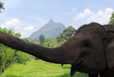 Bukit Selero Lahat, Sensasi Bertemu Gajah dari Dekat Cuma Rp15 Ribu