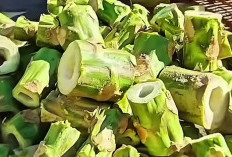 Selain Bermanfaat Untuk Tubuh, Batang Pepaya Juga Berguna Untuk Peternakan dan Keperluan Rumah Tangga