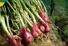 Produksi Bawang Merah dan Cabai di Muara Enim Melejit! Kecamatan Ini Jadi Primadona Hortikultura 