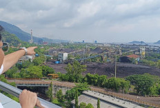 Transformasi Pelabuhan Tarahan: Air Limbah Tak Mengalir ke Laut, Burung Hidup Bebas di Tengah Batubara