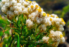 10 Flora Dilindungi dengan Keunikan Langka, Peringkat Teratas yang Tak Boleh Sembarangan Dipetik