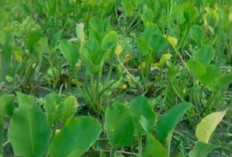 Khasiat Dari Sayur Genjer yang Dianggap Sepele