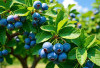 5 Dampak Negatif Jika Terlalu Banyak Makan Blueberry