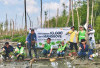 PT Bukit Asam Tbk (PTBA) Bergerak Menghijaukan Pesisir Lampung, Tanam 10.000 Mangrove di Lampung Timur 