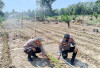 Memasuki Musim Kemarau, Tinjau Perkembangan Lahan Jagung  