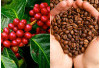Bukan Cuma Punya Danau Ranau, Kabupaten Ini juga Jago Produksi Kopi di Sumsel