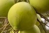 8 Manfaat Kelapa Hijau Untuk Kesehatan Tubuh