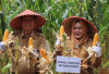 Wabup Sumarni Panen Raya Jagung Hibrida 
