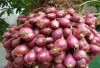 Siapa Sangka! Muara Enim dan Pagaralam Jadi Penentu Harga Sayur Nasional, Ini Dampak Ekonominya untuk Sumsel