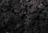 Mengapa Harus Tanah Hitam Jika Untuk Tanaman?