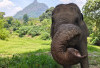 Tika, Lembah Serelo, dan Masa Depan Gajah Sumatera