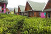 Tersedia Banyak Pilihan, Ini Villa-villa Favorit Wisata saat Liburan ke Pagaralam