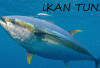 4 Bahaya Jika Mengkonsumsi Ikan Tuna Mentah