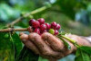 Bukan Pagaralam! Ini Kabupaten Penghasil Kopi Terbesar di Sumatera Selatan yang Jarang Diketahui