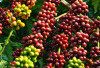 Bukan Pagaralam, Tapi OKU Selatan dan Empat Lawang Jadi Raja Kopi Sumsel yang Siap Go Global!