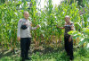 Tanam 100 Batang Jagung di Pekarangan 