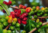 Kopi Semende Mendunia! Dulu Favorit Ratu Belanda, Kini Diburu Pecinta Kopi