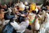 Prospek Cerah Ternak Ayam Kampung Pancamurti: Peluang Emas di Dunia Bisnis