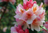 7 Keunikan Dari Bunga Azalea