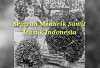 Sejarah Menarik Sawit Masuk Indonesia, Tahun 1869 Disebut Sumsel dan Muara Enim, Simak Yuk Biar Pintar