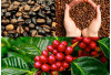 Sumsel Simpan Potensi Kopi Terbesar, Ini daerah Penghasil Kopi Nikmat