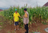 Harapan Baru Warga Semende Ada di Jagung