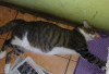 5 Alasan Mengapa Kucing Banyak Tidur di Siang Hari