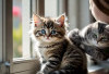 4 Penjelasan Mengapa Jangan Mengambil Anak Kucing Umur 1 Bulan