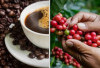 Kopi Pagaralam Terkenal Menasional tapi Daerah Penghasil Kopi di Sumsel Ada di Daerah Ini