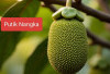 Obat Untuk Mengobati Kaligata/Biduran Hanya Putik Nangka, Kok Bisa?