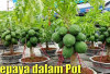 8 Tips Menanam Pepaya di Pot agar Berbuah Lebat