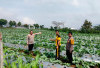 Melalui Program Ketahanan Pangan,  Kapolsek Semendo Dorong  Petani 