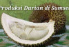 Melimpah! Tiga Daerah di Sumsel Unggul dalam Produksi Durian