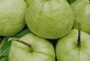 Ada Beberapa Macam Nama Jambu dan Khasiatnya
