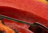 Hindari Konsumsi Pepaya Bersamaan dengan Makanan Berprotein Tinggi