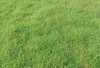 Mau Tau Kegunaan Rumput Jepang yang Cantik Ini