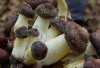 Tips Olahan Jamur Matsutake Lezat dan Kaya Manfaat