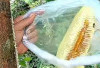 Kaya Kandungan Nutrisi, Madu Segar Memiliki Berbagai Manfaat Kesehatan 